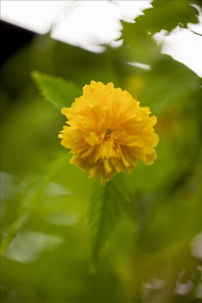 Kerria japonica 'Pleniflora'