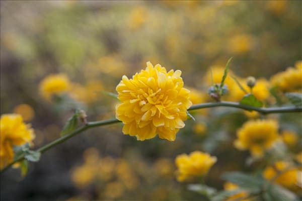 Kerria japonica 'Pleniflora'