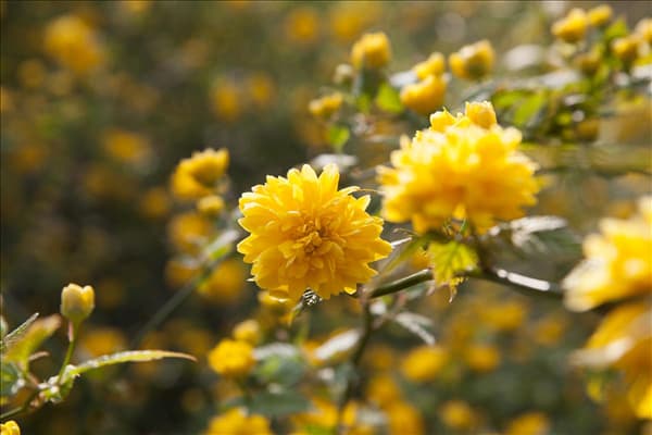 Kerria japonica 'Pleniflora'