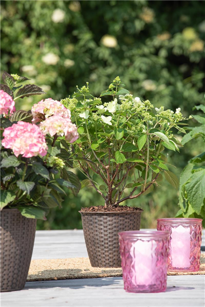 Hydrangea paniculata 'Prim White'®