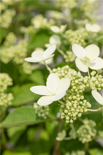 Hydrangea paniculata 'Prim White'®