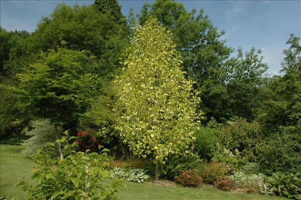 Liriodendron tulipifera 'Aureomarginatum'