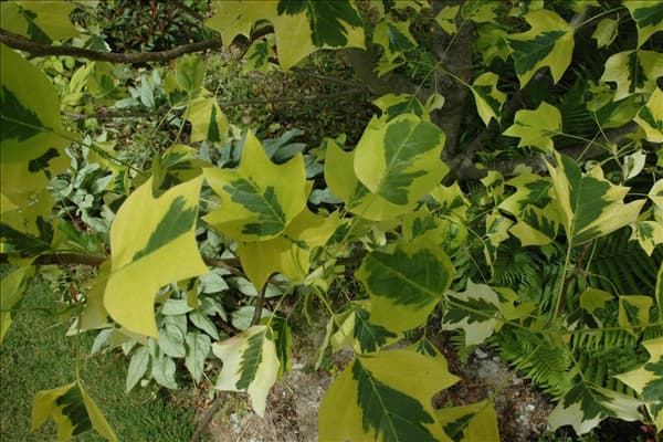 Liriodendron tulipifera 'Aureomarginatum'