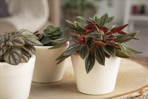 Peperomia