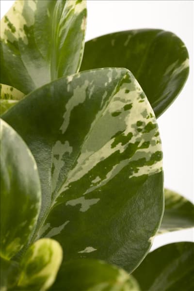 Peperomia