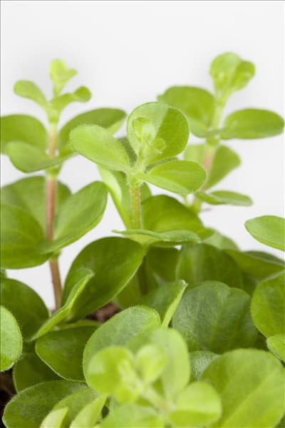 Peperomia