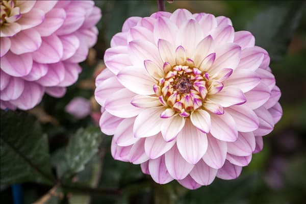 Dahlia