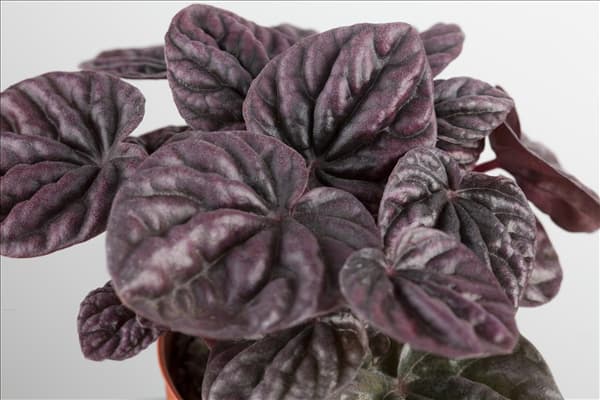 Peperomia