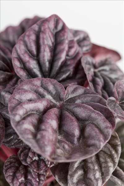 Peperomia