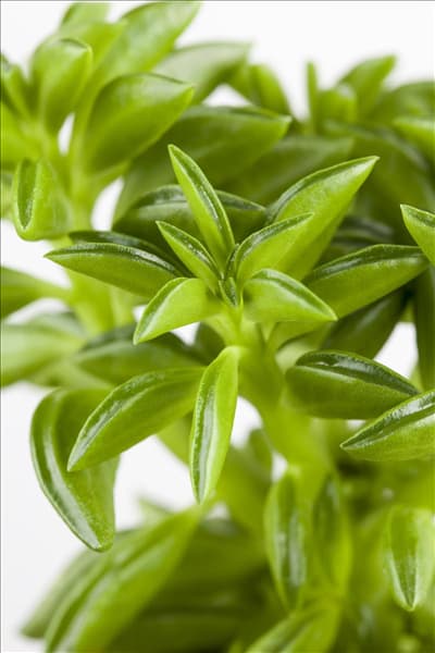 Peperomia