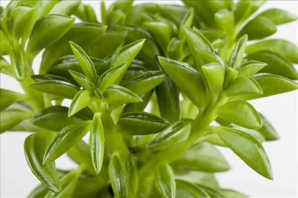 Peperomia