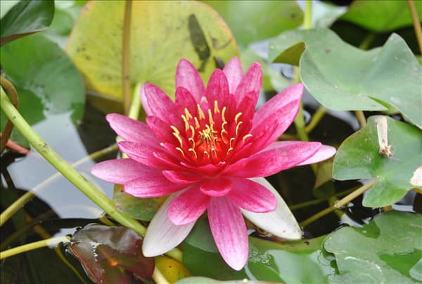 Nymphaea tetragona 'Pygmaea Rubra'