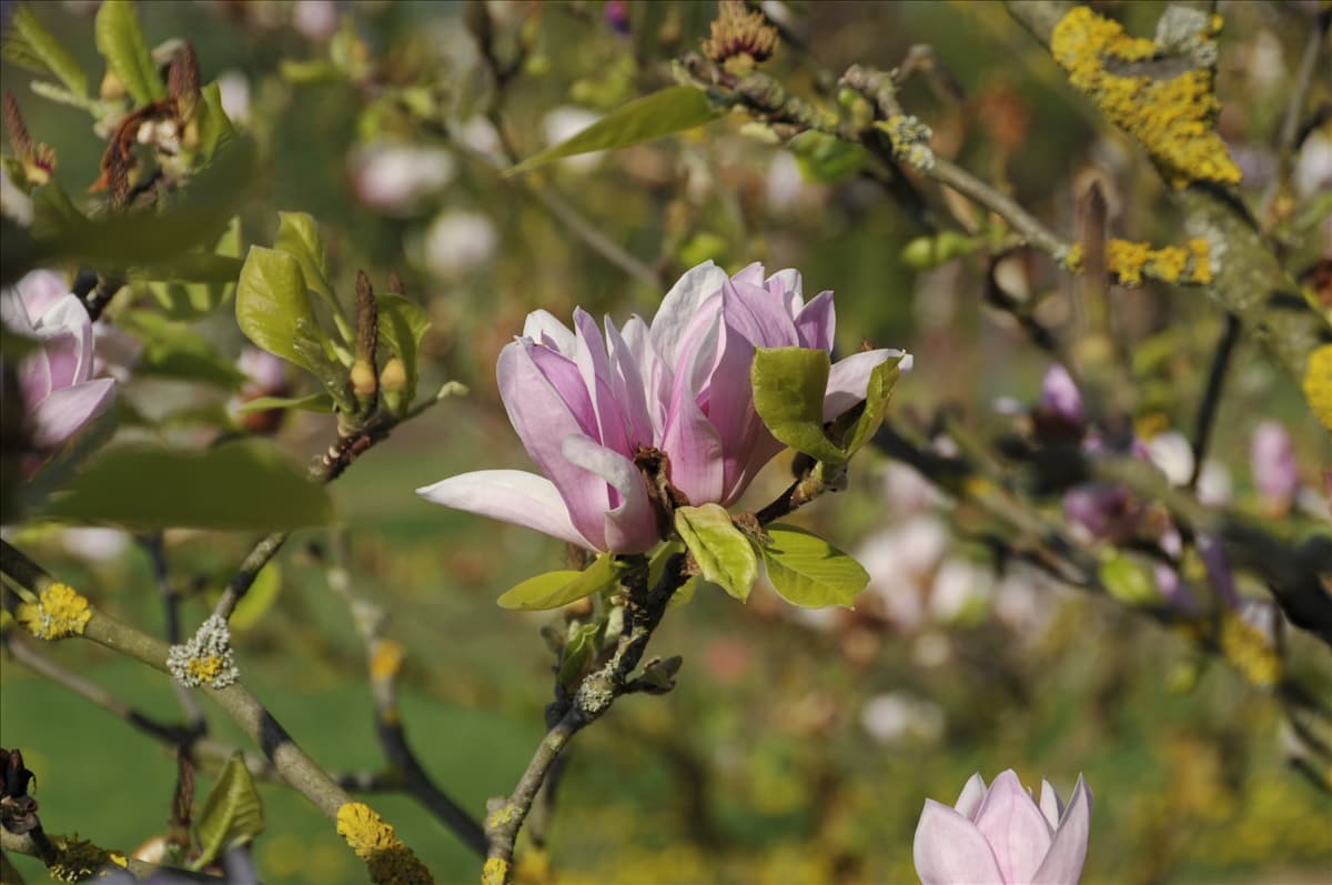 Magnolia x soulangiana 'Burgundy'