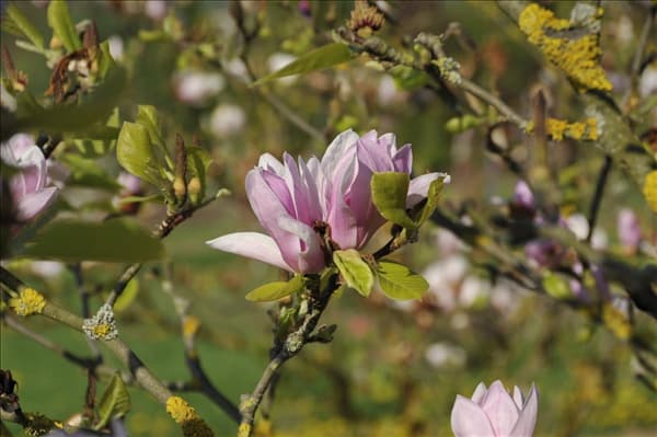 Magnolia x soulangiana 'Burgundy'