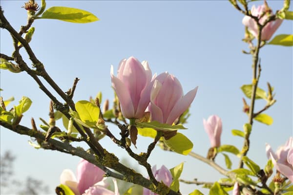 Magnolia x soulangiana 'Burgundy'