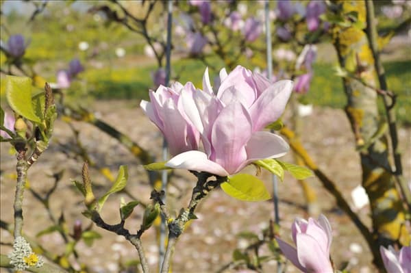 Magnolia x soulangiana 'Burgundy'
