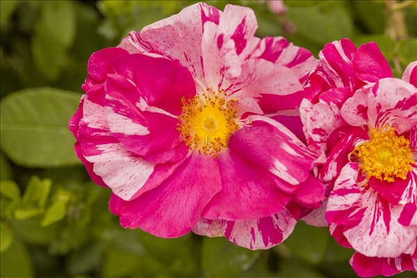 Kleinstrauchrose