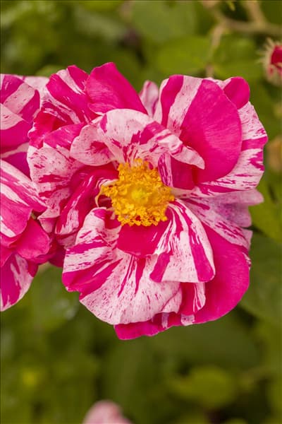Kleinstrauchrose