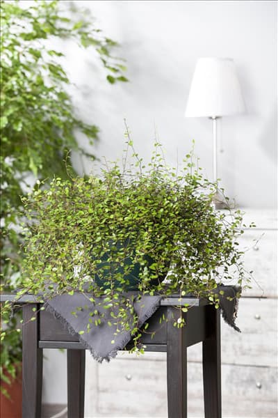 Muehlenbeckia complexa