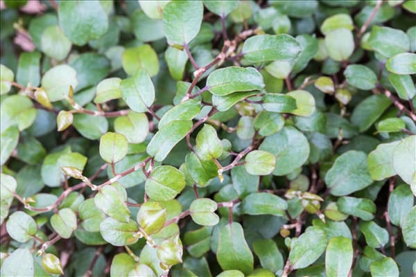 Muehlenbeckia complexa