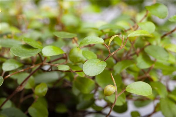 Muehlenbeckia complexa