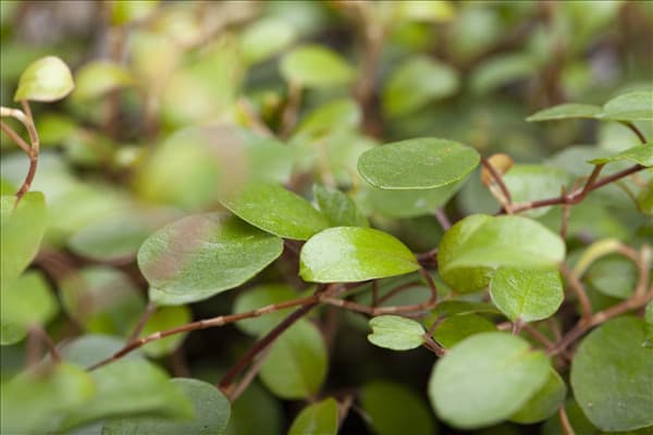 Muehlenbeckia complexa