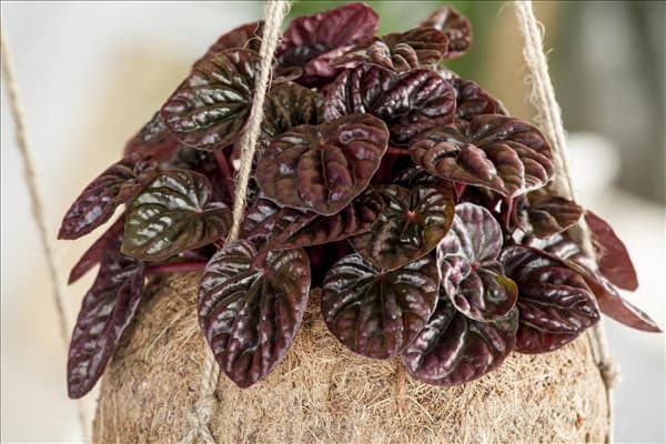 Peperomia caperata