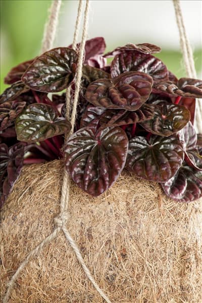 Peperomia caperata