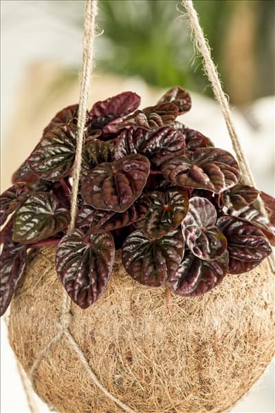 Peperomia