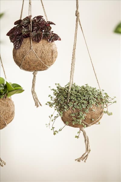 Peperomia, Pilea