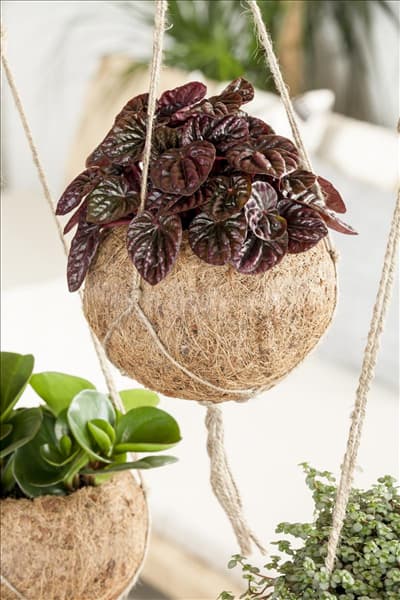 Peperomia caperata