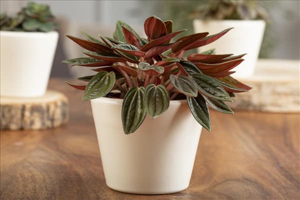 Peperomia caperata
