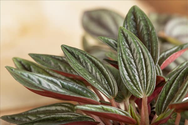 Peperomia caperata