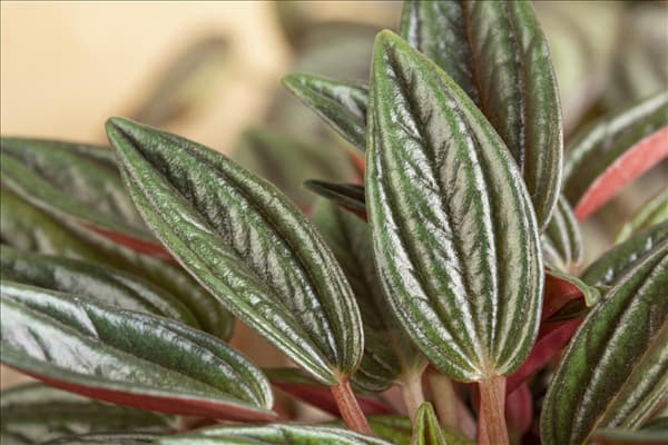 Peperomia caperata
