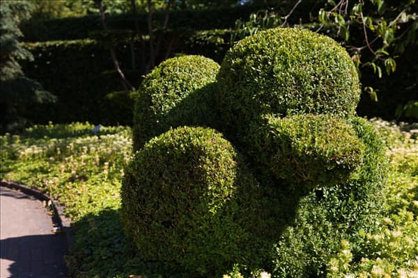Buxus sempervirens var. arborescens