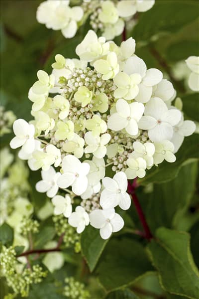 Hydrangea arborescens