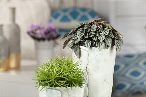 Peperomia caperata 'Napoli Nights'