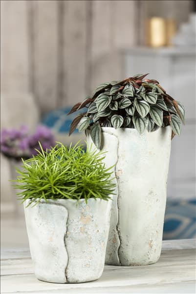Senecio barbertonicus 'Himalaya'