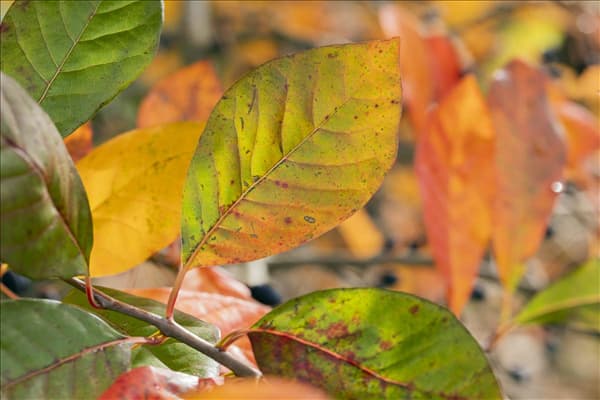 Nyssa sylvatica