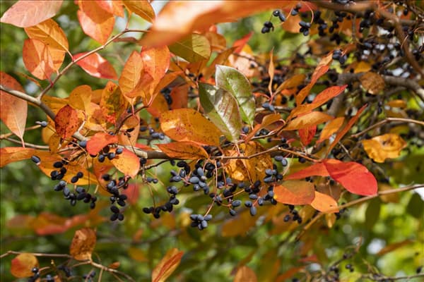 Nyssa sylvatica