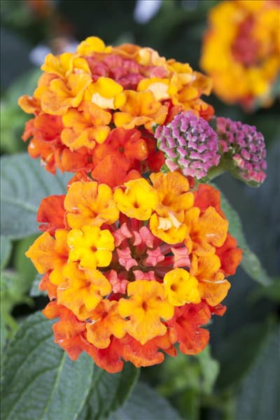 Lantana camara