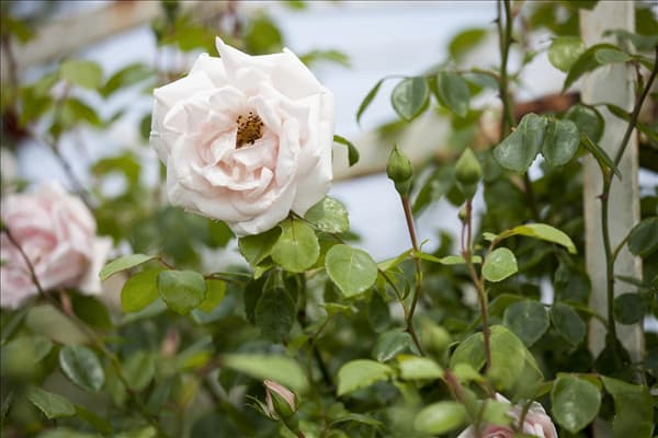 Kletterrose, rosa