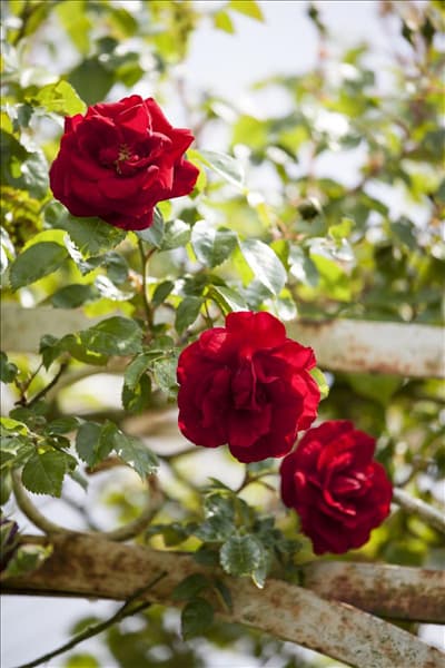 Kletterrose, rot