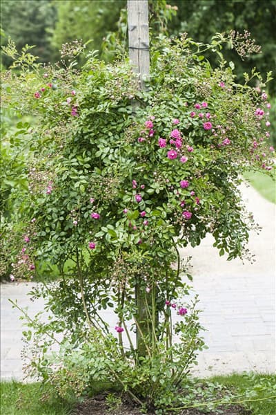 Kletterrose, rosa