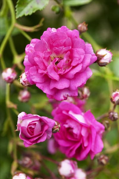 Kletterrose, rosa