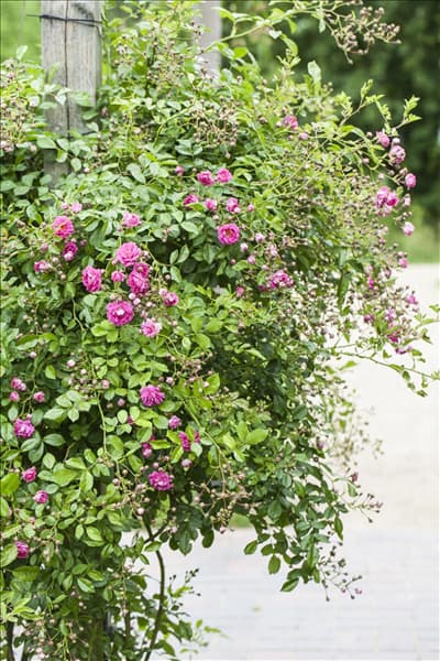 Kletterrose, rosa