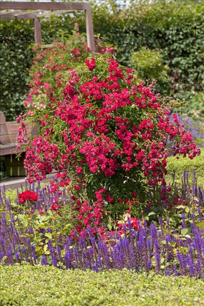 Kletterrose, rot