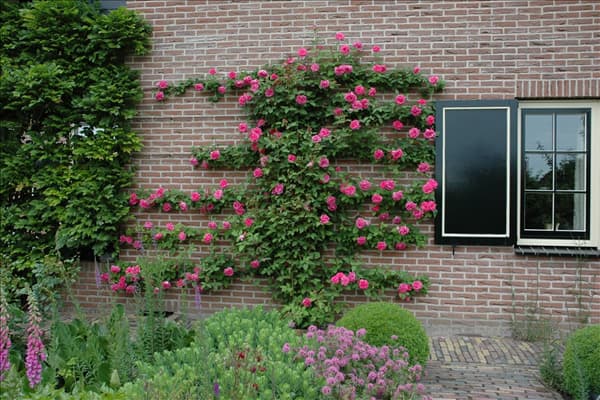 Kletterrose