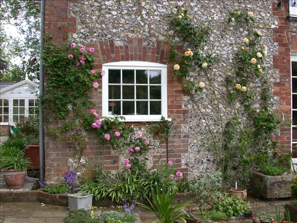 Kletterrose
