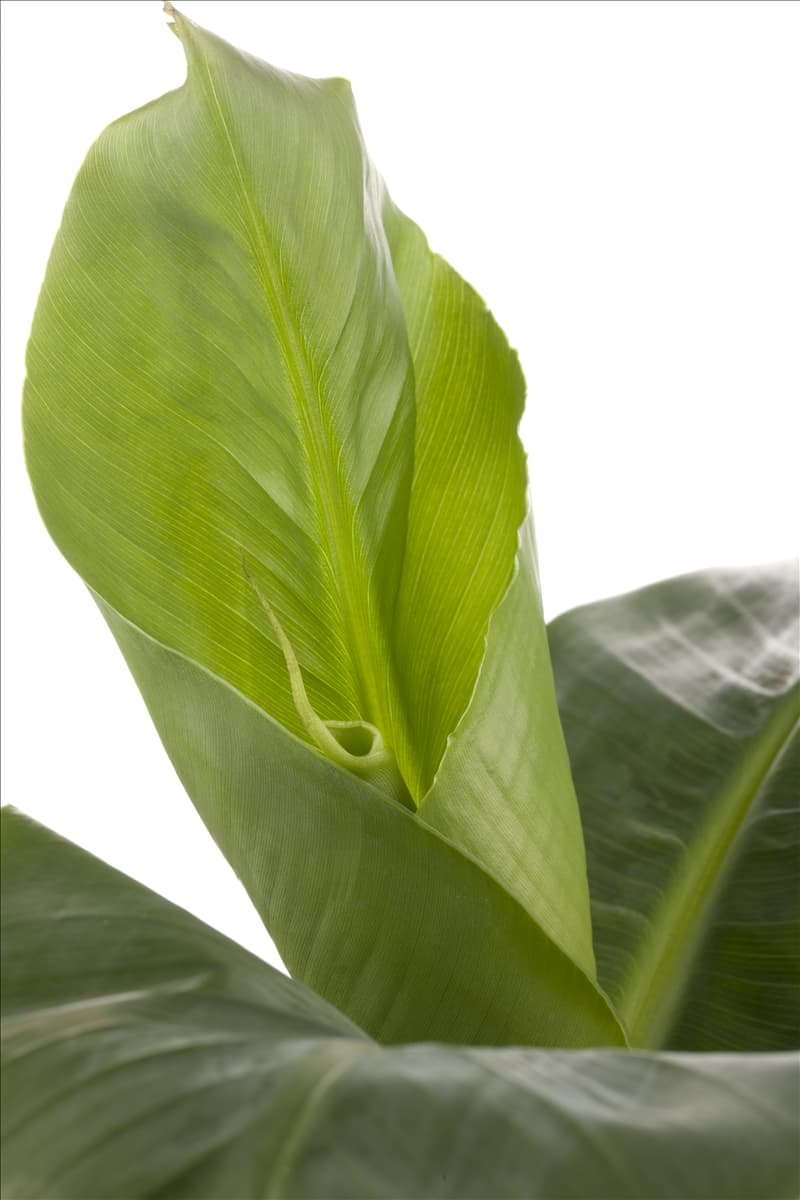 Musa acuminata